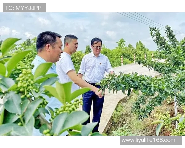 纳雍乡村足球比赛精彩直播展现乡土风情与青春活力